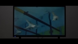 Не нейтральные - Трейлер